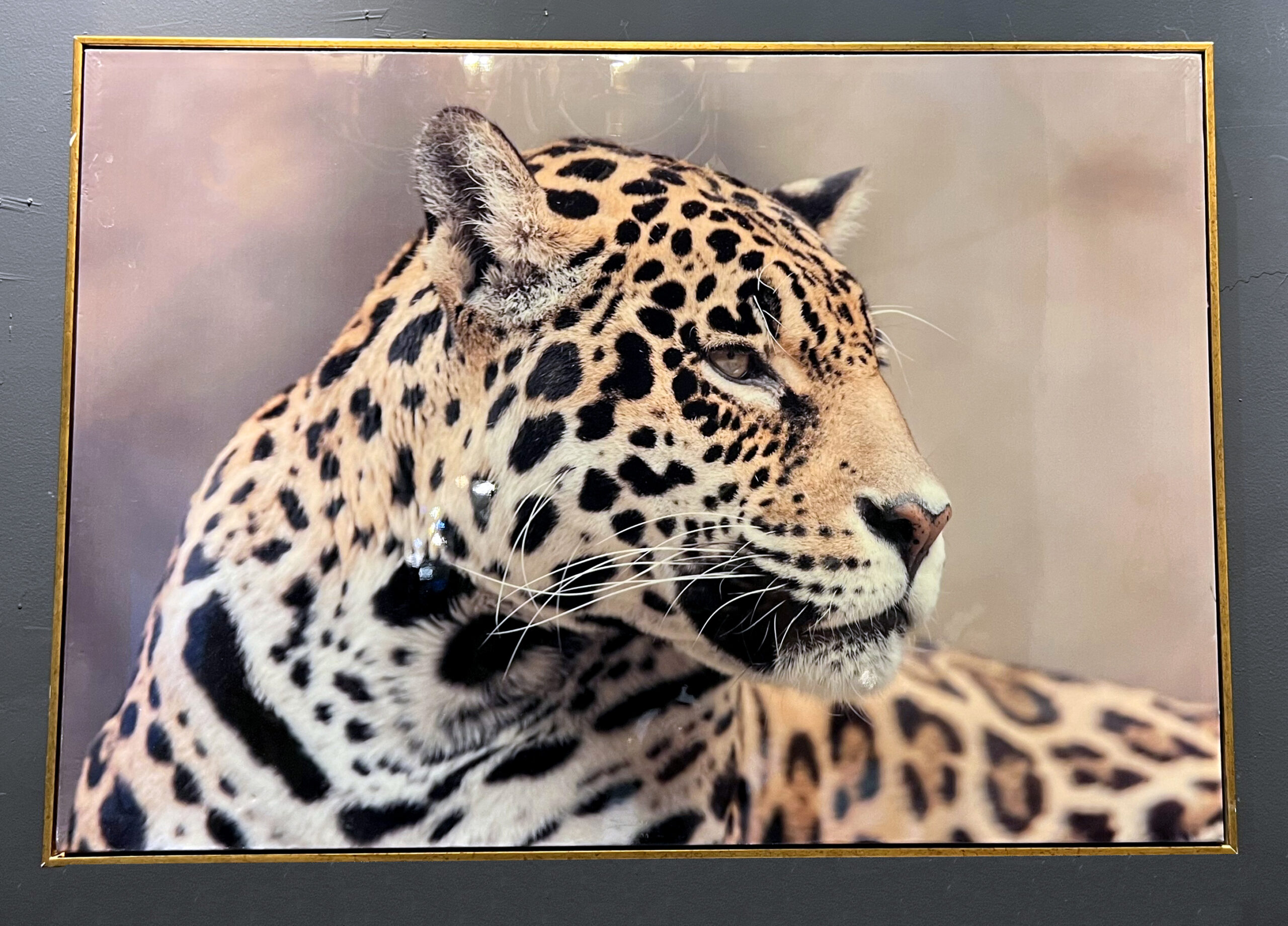 תמונה מבריקה נמר