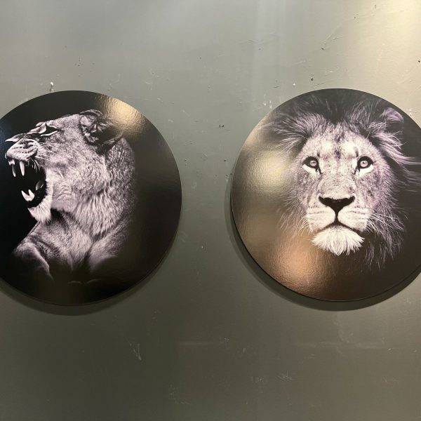 תמונה עגולה שחור לבן קוטר 80 אריה