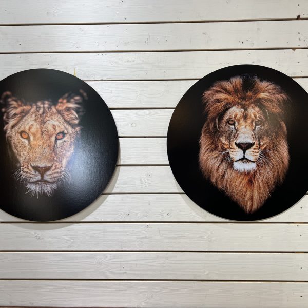 תמונה עגולה צבעוני קוטר 80 אריה