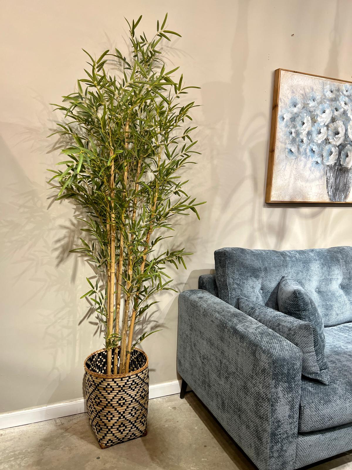 עציץ במבוק עלים ירוקים - גבוה עציץ במבוק עלים ירוקים - גבוה