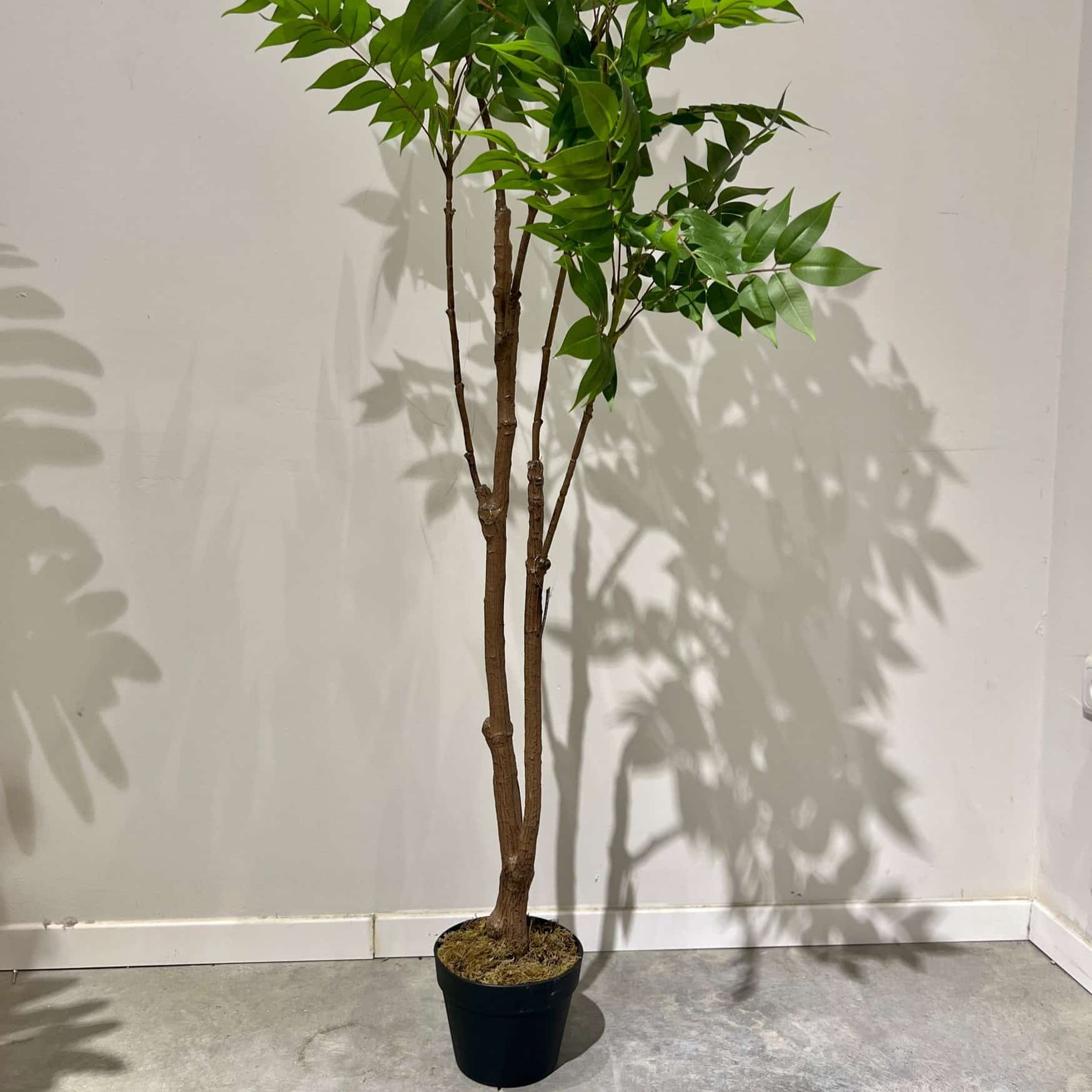 עץ עציץ עלים קטנים עדינים דגם איקו עץ עציץ עלים קטנים עדינים דגם איקו