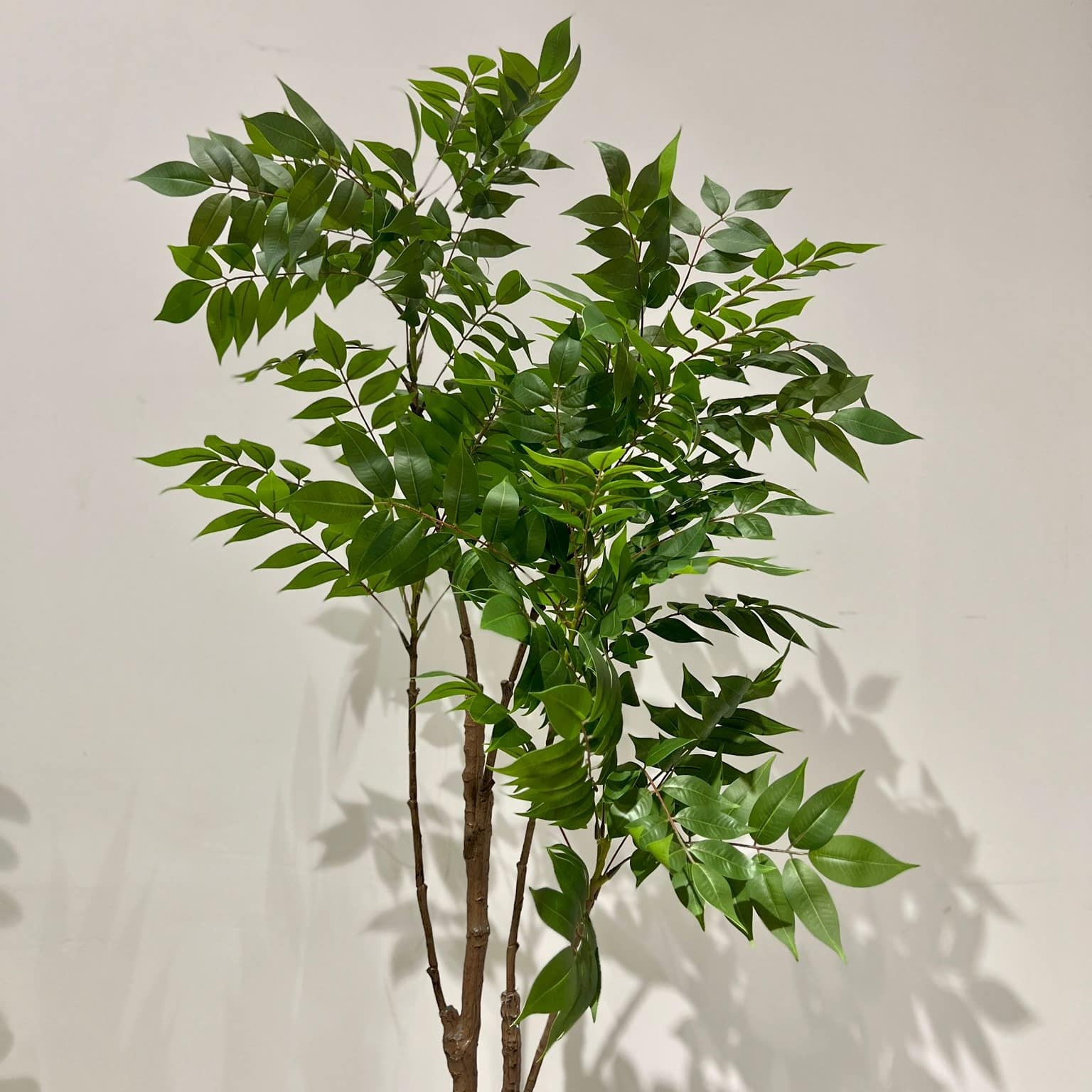 עץ עציץ עלים קטנים עדינים דגם איקו עץ עציץ עלים קטנים עדינים דגם איקו