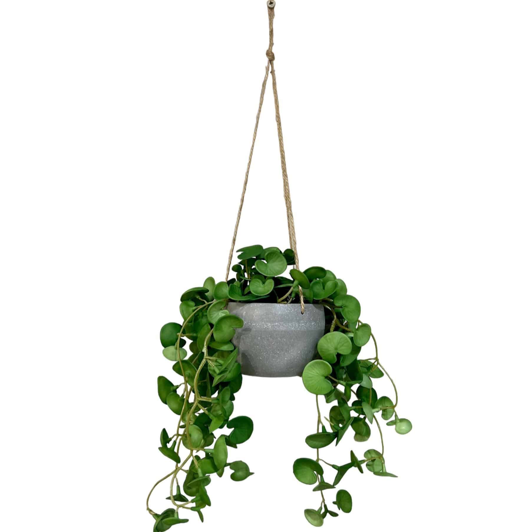 עציץ ירק נשפך דגם איקו עציץ ירק נשפך דגם איקו