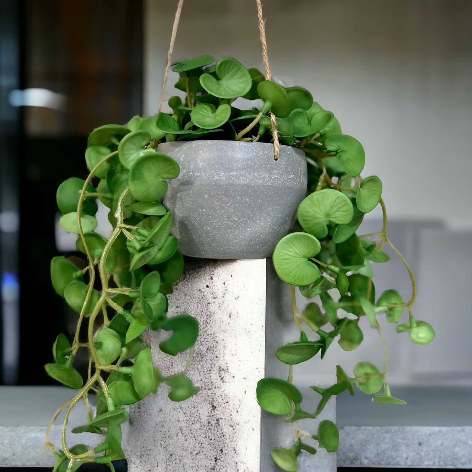 עציץ ירק נשפך דגם איקו עציץ ירק נשפך דגם איקו