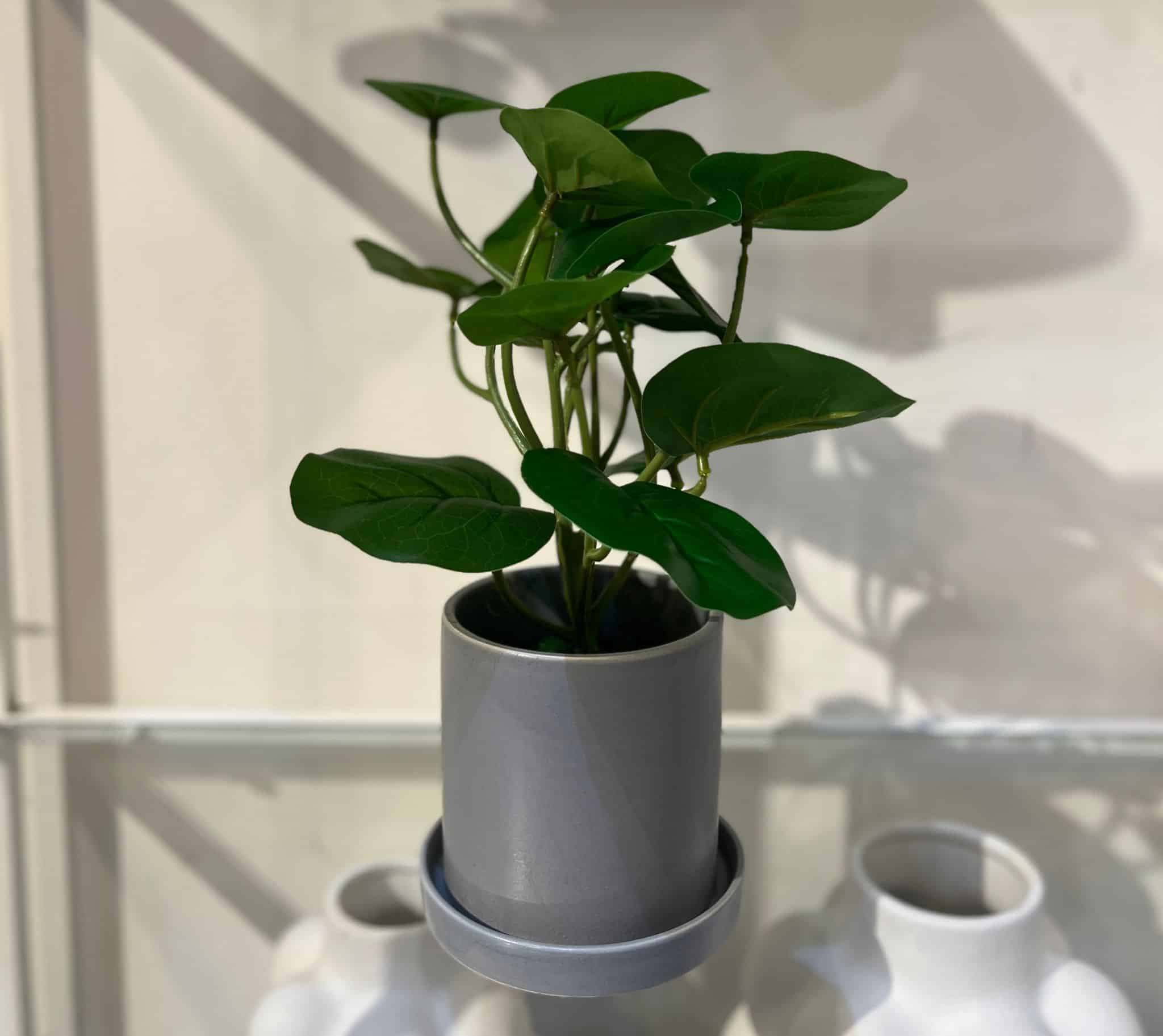 עציץ כלי אפור עלים ירוקים דגם איקו עציץ כלי אפור עלים ירוקים דגם איקו