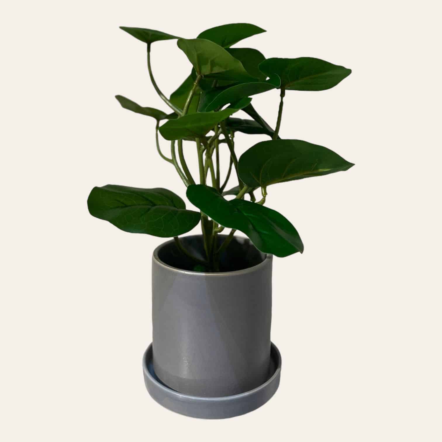 עציץ כלי אפור עלים ירוקים דגם איקו עציץ כלי אפור עלים ירוקים דגם איקו