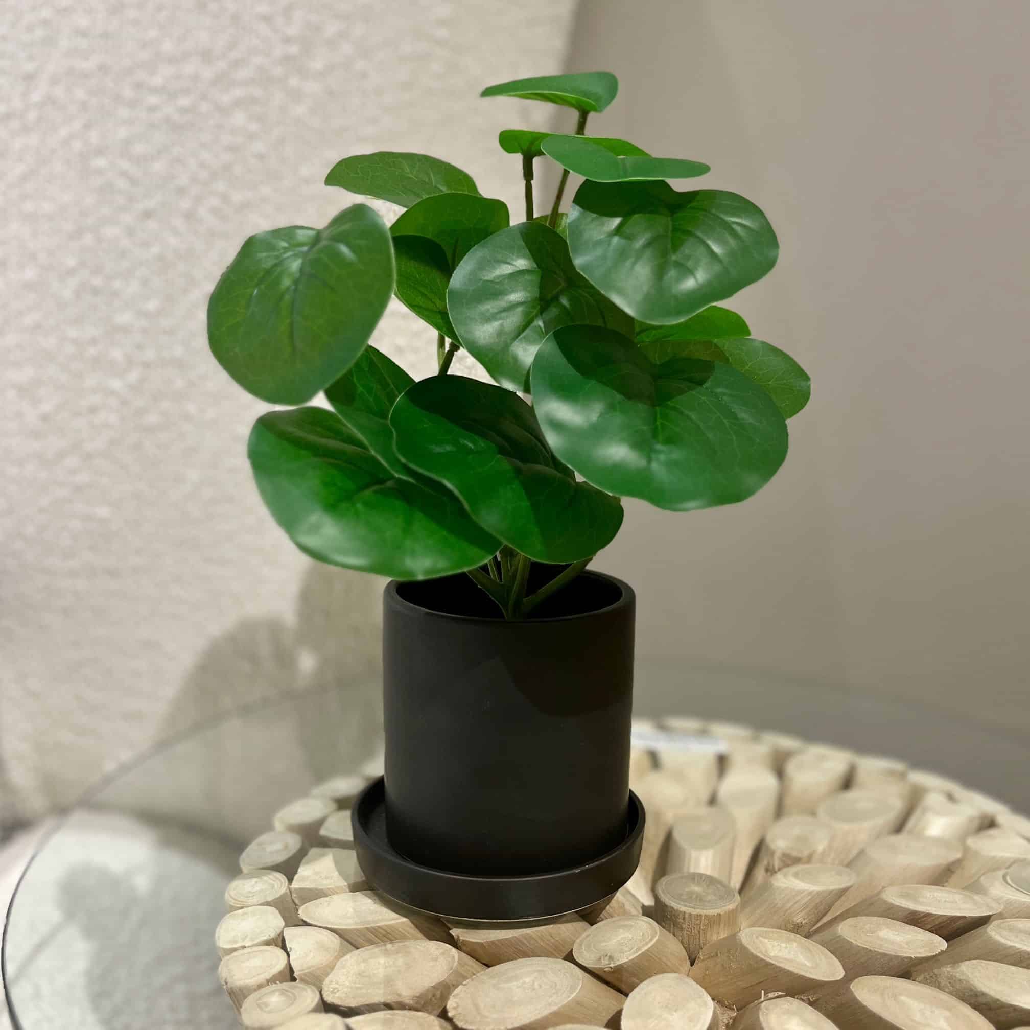 עציץ כלי שחור עלים ירוקים דגם איקו עציץ כלי שחור עלים ירוקים דגם איקו