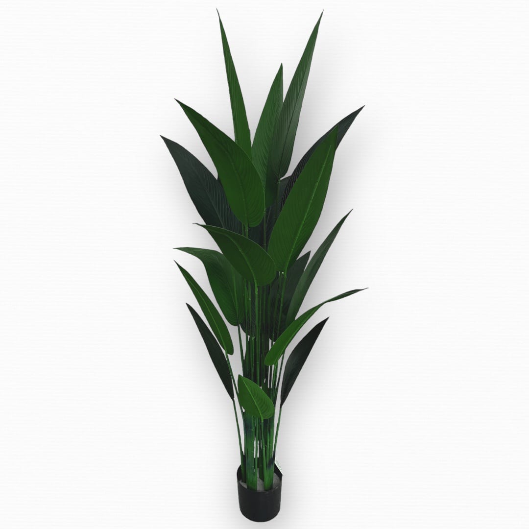 עץ עציץ עלים רחבים בננה גובה 160 דגם איקו עץ עציץ עלים רחבים בננה גובה 160 דגם איקו