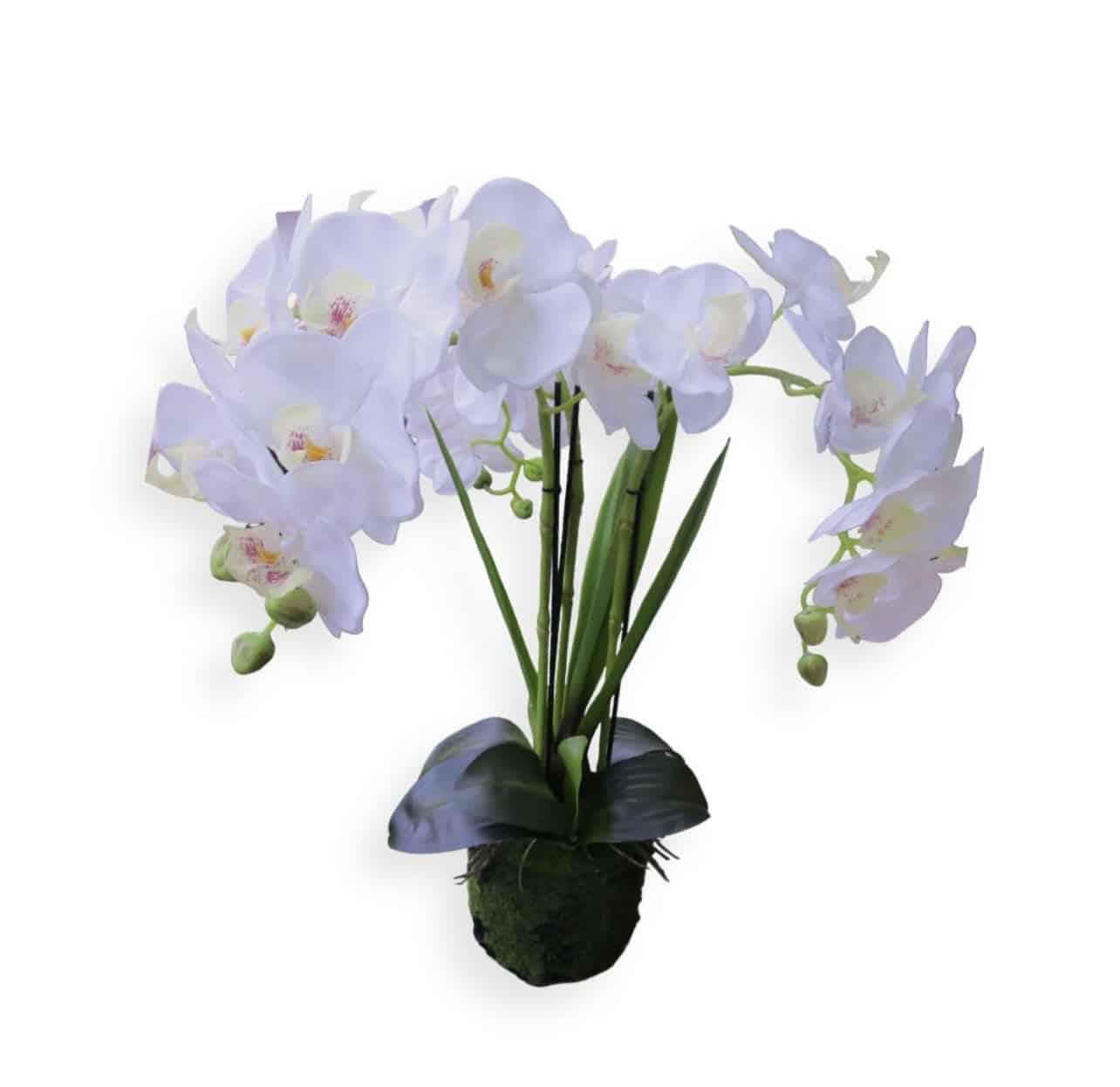 עציץ סחלב לבן 70 ס״מ עלים דקים דגם אליס עציץ סחלב לבן 70 ס״מ עלים דקים דגם אליס