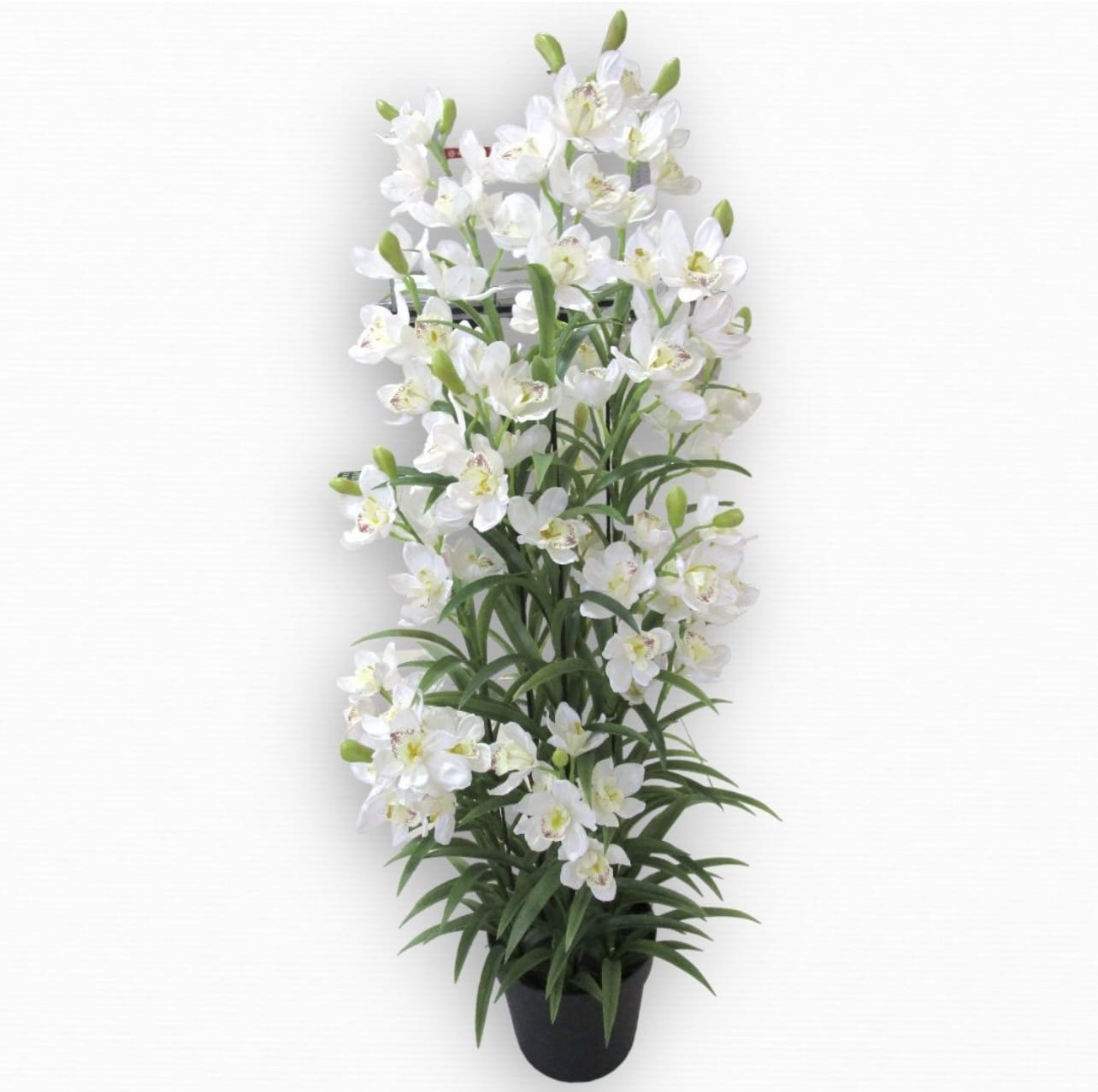 עציץ סחלב לבן ענק עלים דקים גובה 1.5 ס״מ דגם אליס עציץ סחלב לבן ענק עלים דקים גובה 1.5 ס״מ דגם אליס