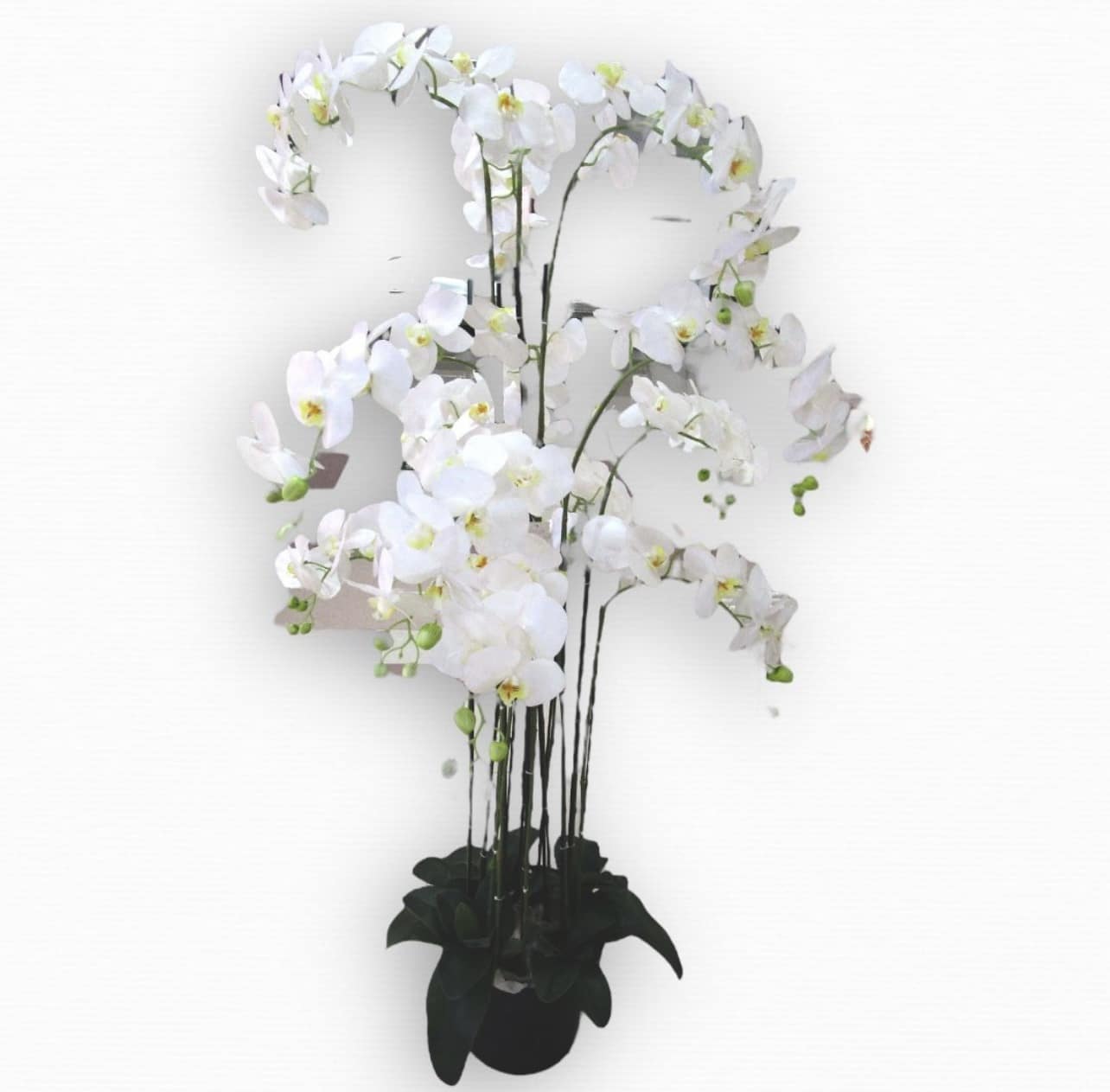 עציץ סחלב לבן 13 קנים גובה 1.5 מטר דגם אליס עציץ סחלב לבן 13 קנים גובה 1.5 מטר דגם אליס