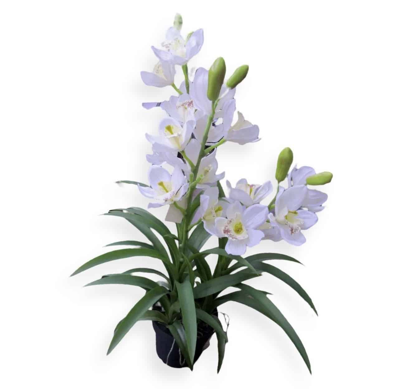 עציץ סחלב לבן 60 ס״מ עלים דקים דגם אליס עציץ סחלב לבן 60 ס״מ עלים דקים דגם אליס