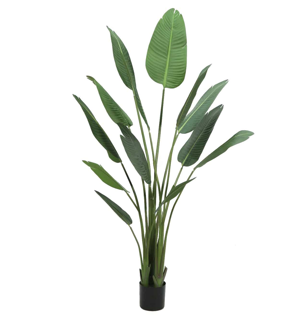 עץ עציץ עלים רחבים בננה 13 גובה 180 דגם אליס עץ עציץ עלים רחבים בננה 13 גובה 180 דגם אליס