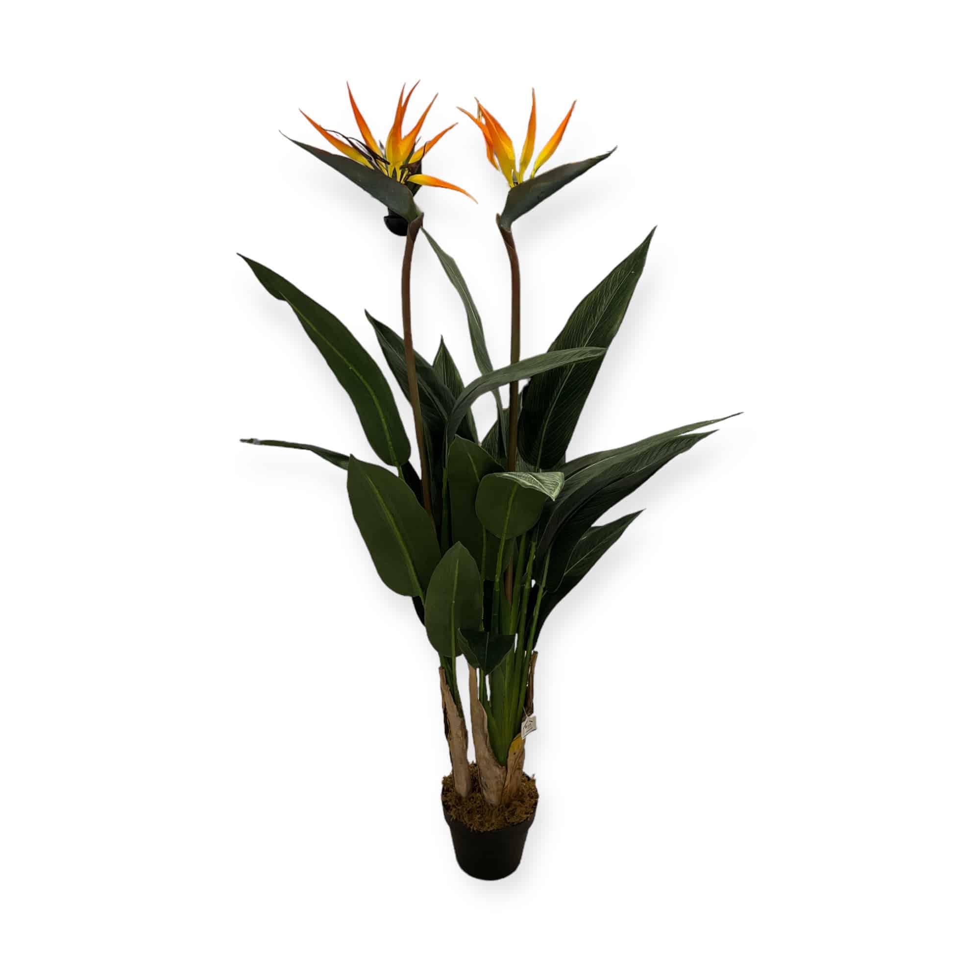 עץ עציץ עלי בננה ציפור גן עדן עלים חדים דגם אליס עץ עציץ עלי בננה ציפור גן עדן עלים חדים דגם אליס