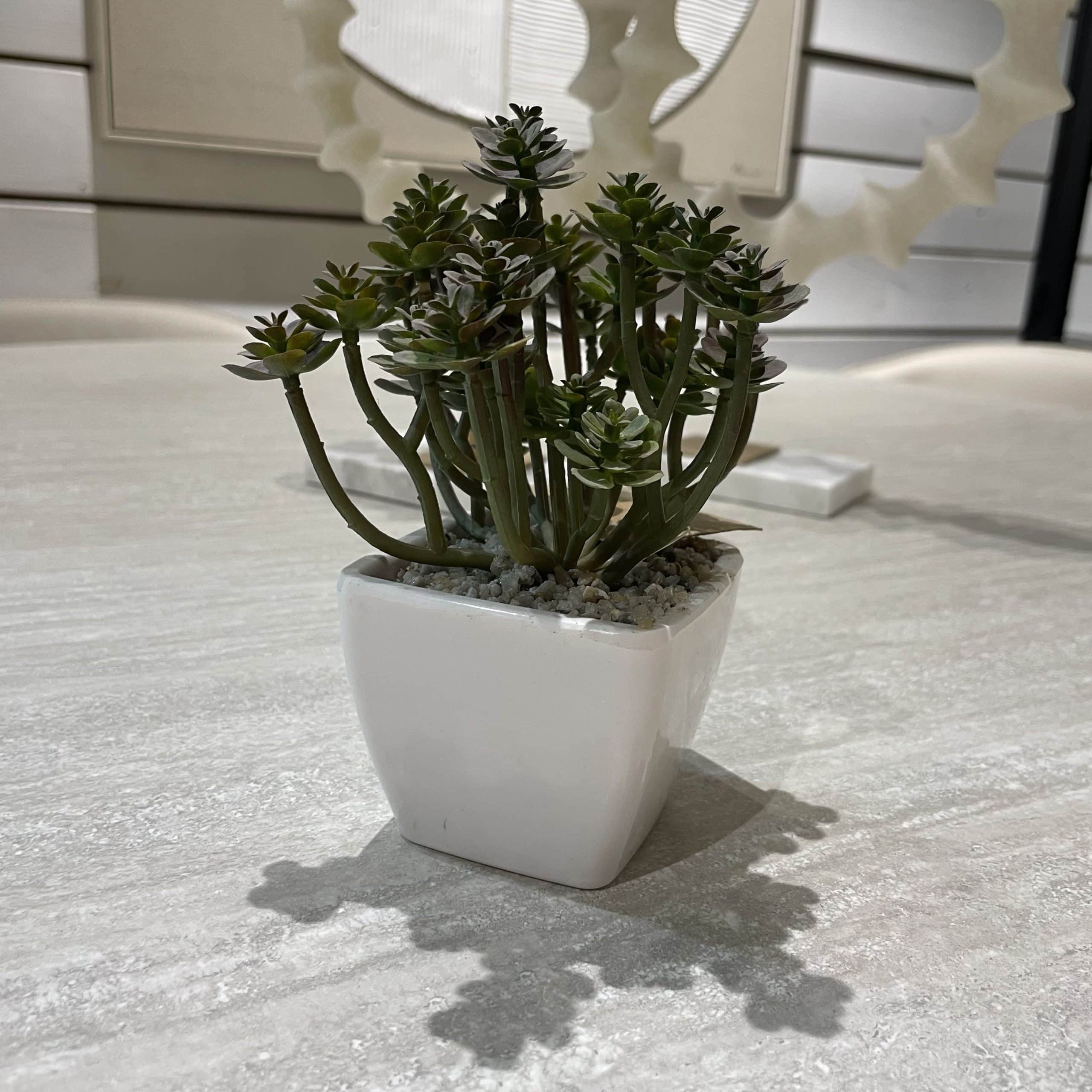 עציץ נוי מעוצב כד לבן במבצע עציץ נוי מעוצב כד לבן במבצע