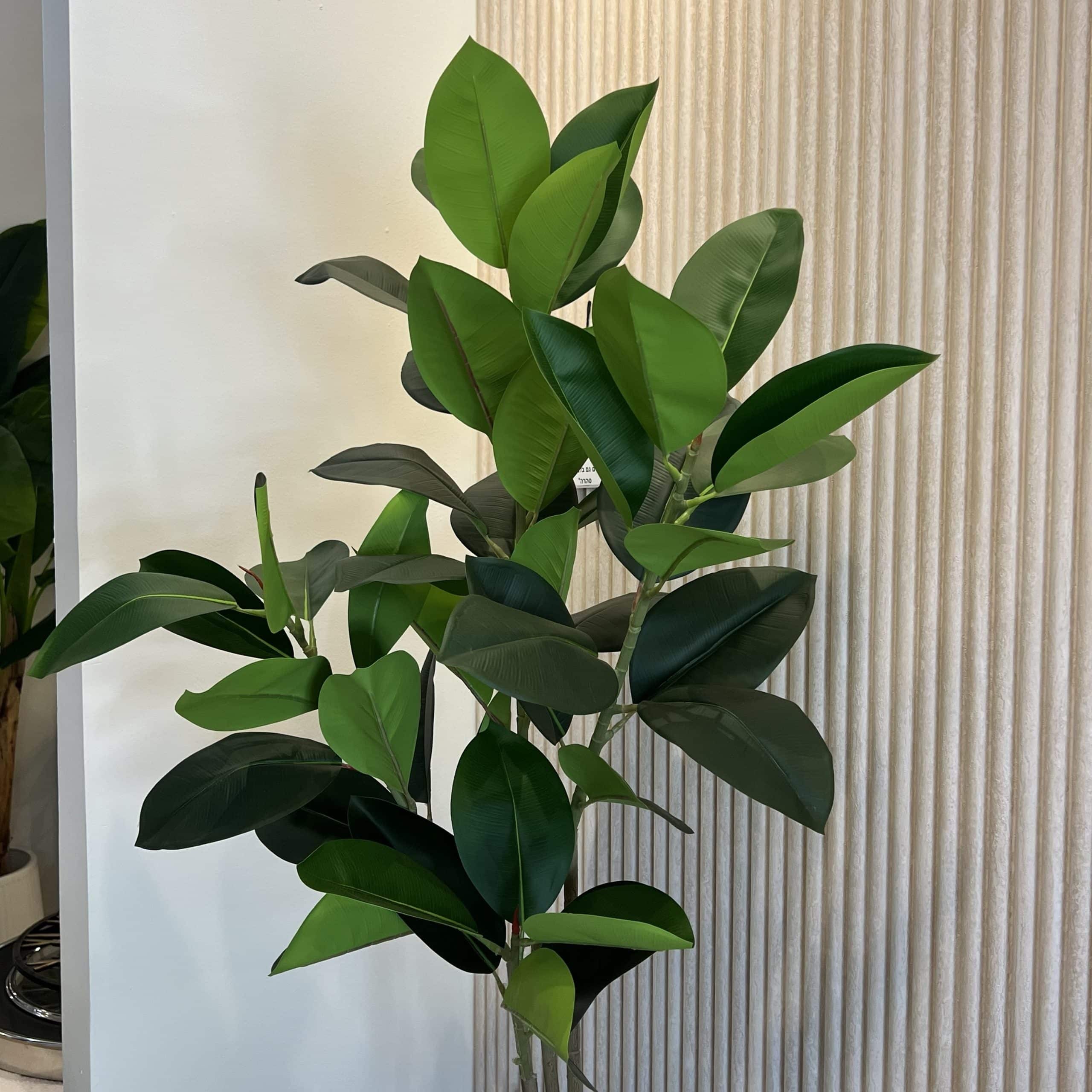 עץ עציץ פיקוס גובה 150 דגם איקו עץ עציץ פיקוס גובה 150 דגם איקו