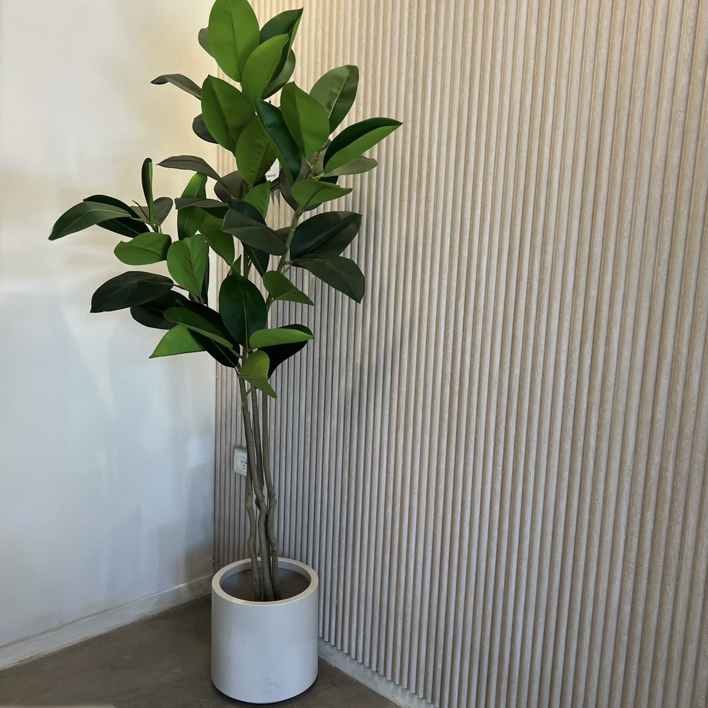 עץ עציץ פיקוס גובה 150 דגם איקו עץ עציץ פיקוס גובה 150 דגם איקו