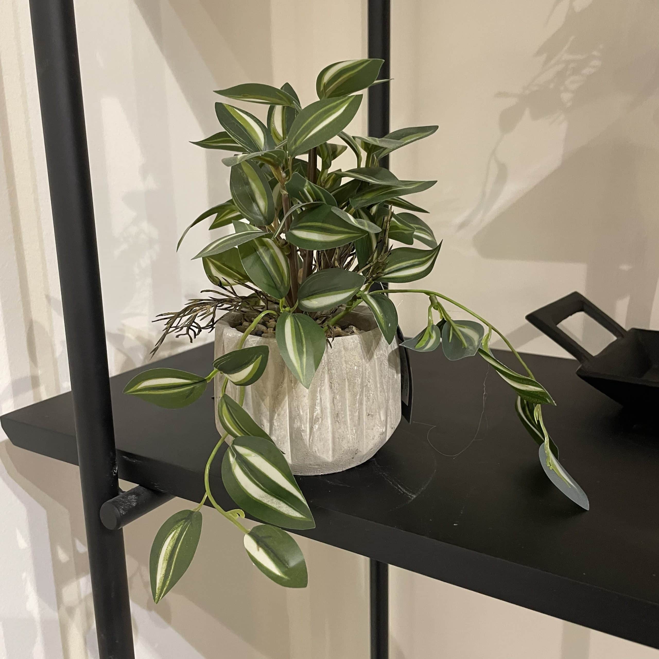 עציץ מיני בכלי בטון עלים ירוק וצהוב דגם איקו עציץ מיני בכלי בטון עלים ירוק וצהוב דגם איקו